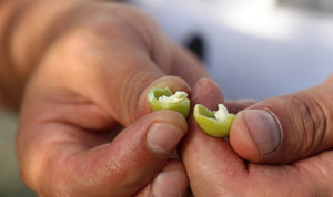 Cosa significa filiera, spiegato bene