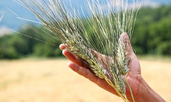 Khorasan, l'alternativa italiana al Kamut