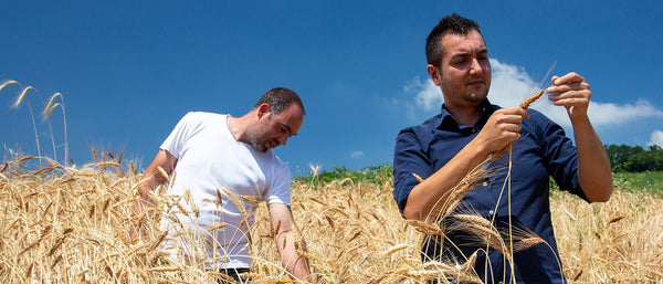 Il Senatore Cappelli AmoreTerra coltivato a 800 metri di altitudine nell'Appennino Modenese