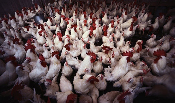 L’industria del cibo spazzatura ha paura di te