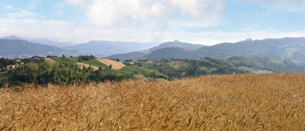 Farina Luce® 9 grani antichi nello stesso campo.