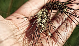 Tutto sul grano duro Senatore Cappelli