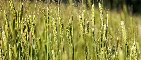 Il pregiato Farro monococco a 800 metri di altitudine (video)