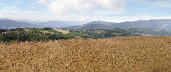 Amoreterra Bio Filiera Italia