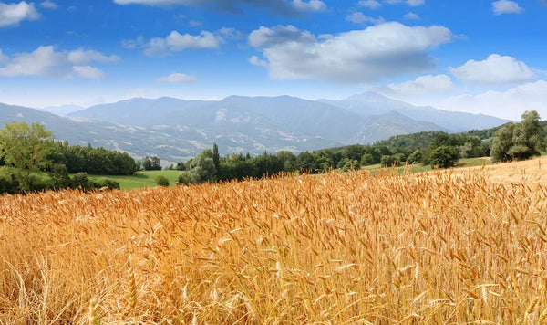Grani antichi, poco glutine, digeribilità e tanto gusto