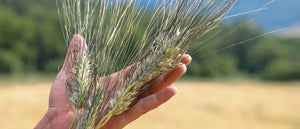 Il Khorasan italiano coltivato da AmoreTerra (video)