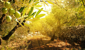 Quando l'olio è extra vergine solo sull'etichetta