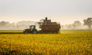 Perché si è celebrato il funerale del grano italiano