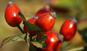 Bacche di goji, qual'è la dose giornaliera ideale
