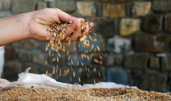 Tutto quello che devi sapere sui grani antichi