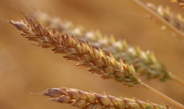 Cos'è il grano mentana? Scopriamo questo grano antico