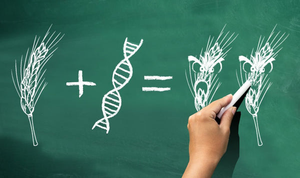 Il grano con cui si fa la pasta è OGM?