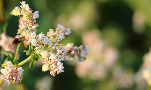 Grano saraceno, 7 importanti proprietà per la salute