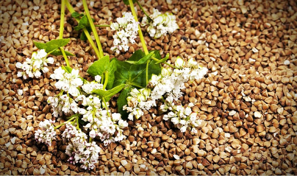 7 domande e risposte sul grano saraceno