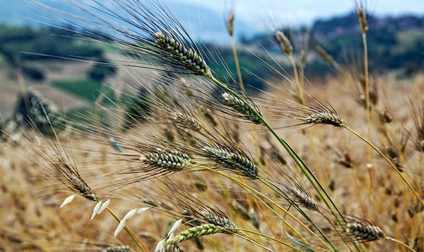 S. Cappelli uno studio clinico dimostra la superiorità