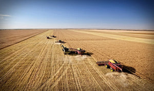I pericoli della rinascita del grano russo