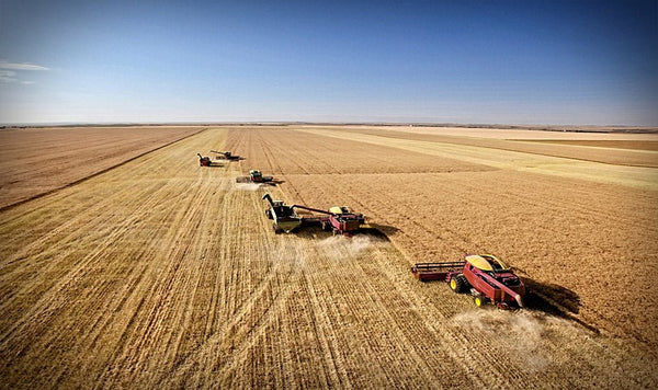 I pericoli della rinascita del grano russo
