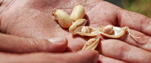 Legumi pronti, secchi e cereali