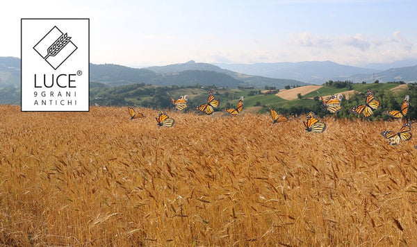 linea LUCE®, la massima espressione dei grani antichi