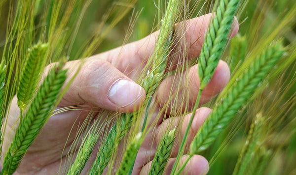 Cos'è il farro? Proprietà e benefici del cereale più antico del mondo