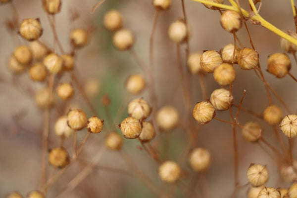 Semi di lino, il rimedio contro la stitichezza