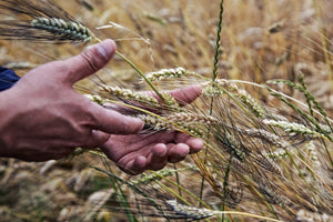 (offerta) 12 Pz. Tutta Pasta BIO LaGranum (varie tipologie) - grano duro, artigianale - Bio Tot.6Kg. - AmoreTerra shop