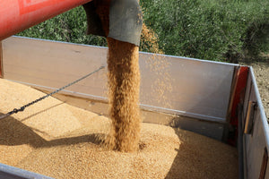 (offerta) 12 Pz. Tutta Pasta BIO LaGranum (varie tipologie) - grano duro, artigianale - Bio Tot.6Kg. - AmoreTerra shop