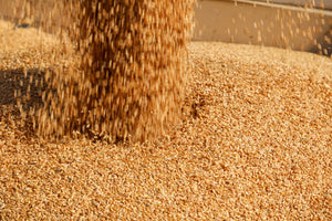 SFOGLIA PER LASAGNA di Senatore Cappelli - artigianale, BIO, grani antichi 500g. - AmoreTerra shop