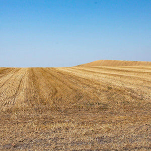 (offerta) 6 pz. Cornetti bio "LaGranum" - artigianale, BIO, grano italiano 500g. - AmoreTerra shop