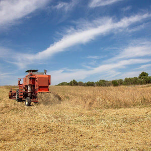 Maccheroni artigianali bio La Tradizionale Bio | AmoreTerra €2.75 AmoreTerra