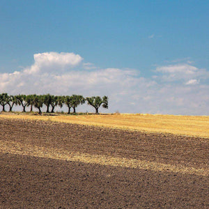 (offerta) 6 pz. Cornetti bio "LaGranum" - artigianale, BIO, grano italiano 500g. - AmoreTerra shop