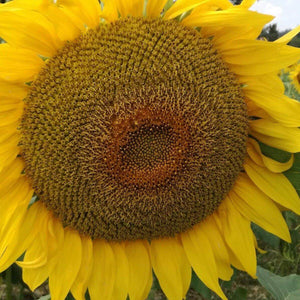 Olio di semi di Girasole crudo, bio artigianale | AmoreTerra €6.8 Casa Minelli