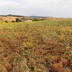 Lenticchie pronte al pomodoro, italiane BIO | AmoreTerra €3.2 AmoreTerra