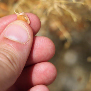 Lenticchie piccole rosse italiane BIO | AmoreTerra €3.4 AmoreTerra