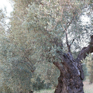 Olio extravergine d’oliva la Majatica, BIO | AmoreTerra €14.5 La Majatica