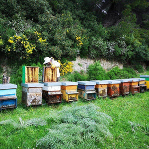 Miele crudo di Millefiori BIO | AmoreTerra €14.5 AmoreTerra