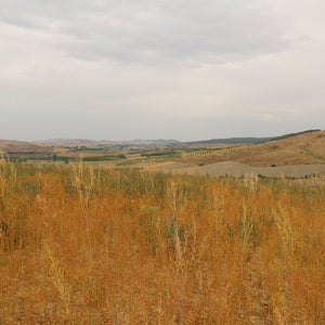 Semi di lino scuri, Italia bio | AmoreTerra €2.9 AmoreTerra