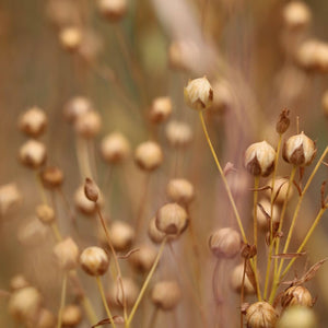 Semi di lino scuri, Italia bio | AmoreTerra €2.9 AmoreTerra